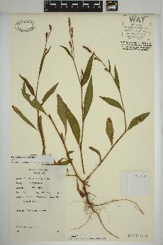spécimen de Persicaria maculosa