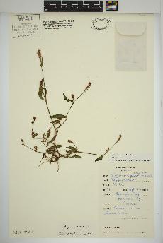 spécimen de Persicaria maculosa