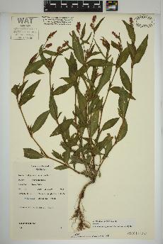 spécimen de Persicaria maculosa