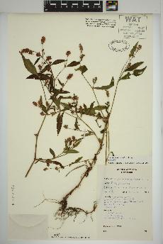 spécimen de Persicaria maculosa