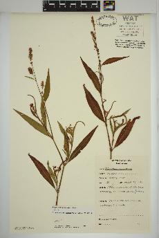 spécimen de Persicaria maculosa