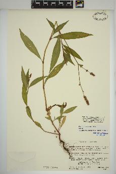 spécimen de Persicaria maculosa