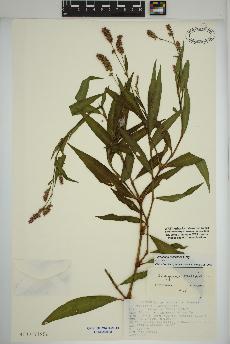 spécimen de Persicaria maculosa