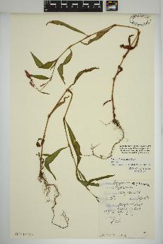 spécimen de Persicaria maculosa