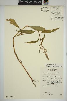 spécimen de Persicaria maculosa