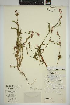 spécimen de Persicaria maculosa