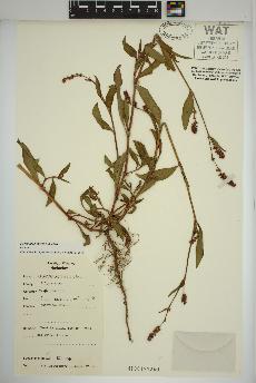 spécimen de Persicaria maculosa