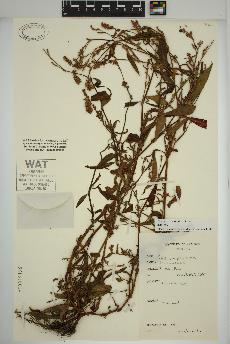 spécimen de Persicaria maculosa