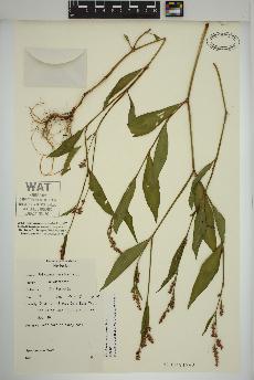 spécimen de Persicaria maculosa