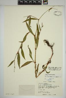 spécimen de Persicaria maculosa