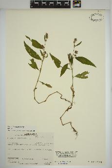 spécimen de Persicaria maculosa
