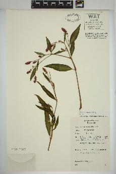 spécimen de Persicaria maculosa