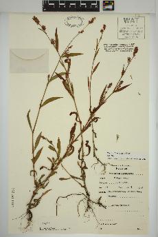 spécimen de Persicaria maculosa