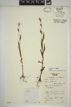 spécimen de Persicaria maculosa