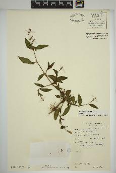 spécimen de Persicaria maculosa