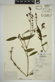 spécimen de Persicaria maculosa
