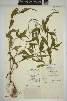 spécimen de Persicaria maculosa