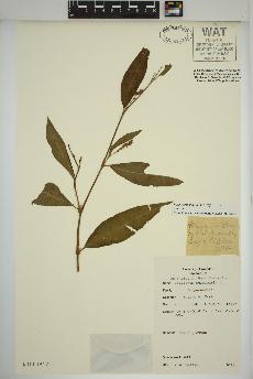 spécimen de Persicaria maculosa