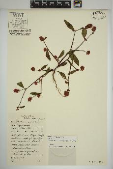spécimen de Persicaria maculosa