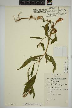spécimen de Persicaria maculosa