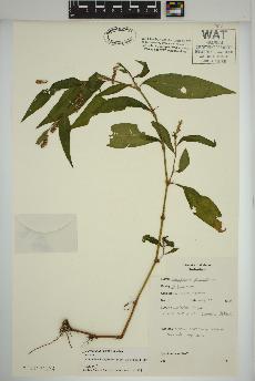 spécimen de Persicaria maculosa