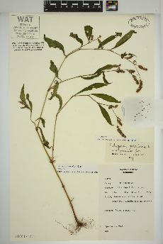 spécimen de Persicaria maculosa
