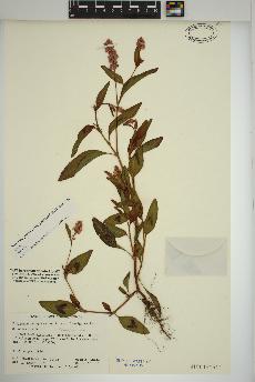spécimen de Persicaria pensylvanica