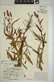 spécimen de Persicaria pensylvanica