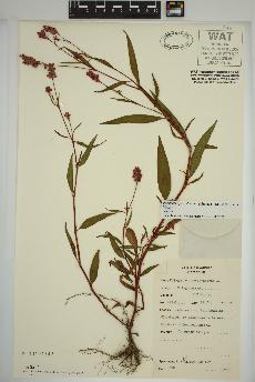 spécimen de Persicaria pensylvanica