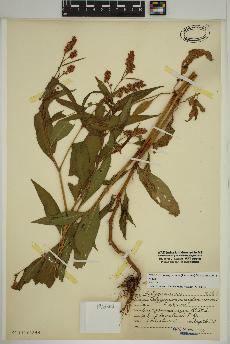 spécimen de Persicaria pensylvanica