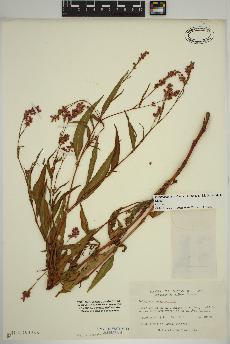 spécimen de Persicaria pensylvanica