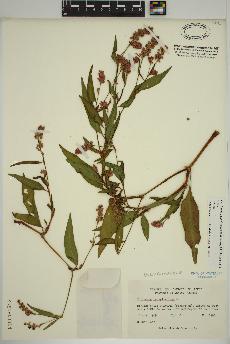 spécimen de Persicaria pensylvanica