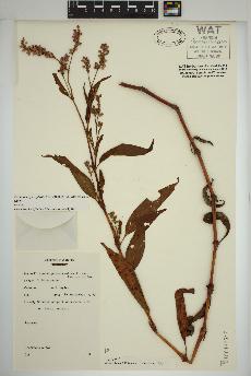 spécimen de Persicaria pensylvanica
