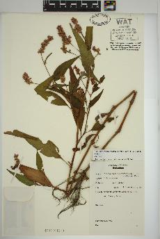 spécimen de Persicaria pensylvanica