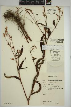 spécimen de Persicaria pensylvanica