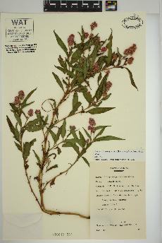 spécimen de Persicaria pensylvanica