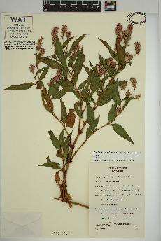 spécimen de Persicaria pensylvanica
