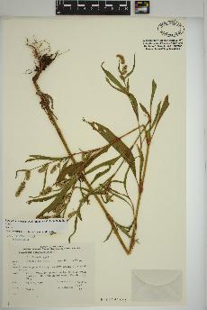 spécimen de Persicaria pensylvanica