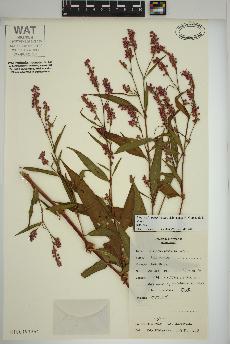 spécimen de Persicaria pensylvanica