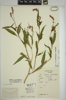 spécimen de Persicaria pensylvanica