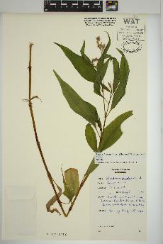 spécimen de Persicaria pensylvanica