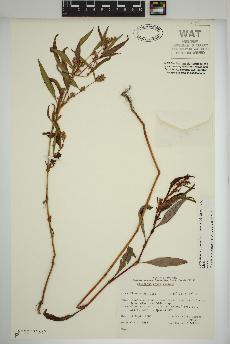 spécimen de Persicaria pensylvanica