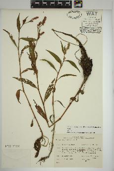 spécimen de Persicaria pensylvanica