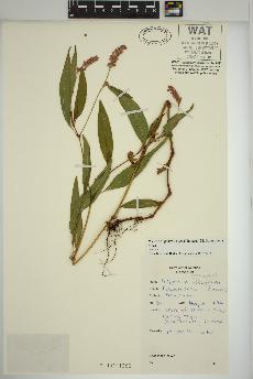 spécimen de Persicaria pensylvanica