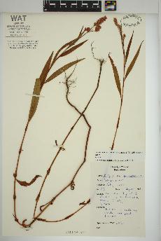 spécimen de Persicaria pensylvanica
