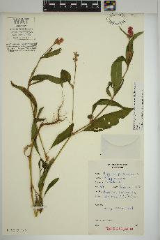 spécimen de Persicaria pensylvanica