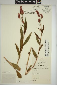 spécimen de Persicaria pensylvanica