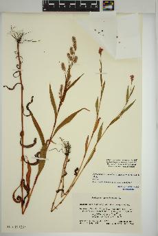 spécimen de Persicaria pensylvanica