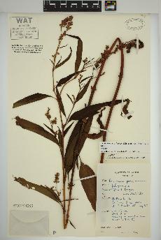 spécimen de Persicaria pensylvanica