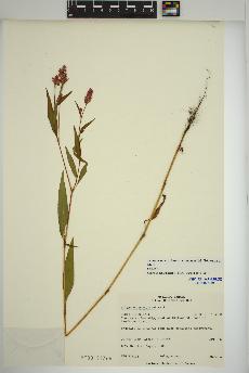 spécimen de Persicaria pensylvanica